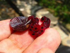 Myrtillocactus geometrizans