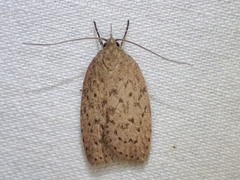 Garrha repandula