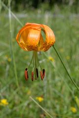 Lilium pardalinum pardalinum
