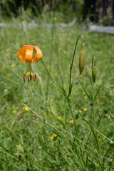 Lilium pardalinum pardalinum