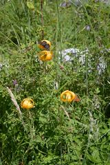 Lilium pardalinum pardalinum