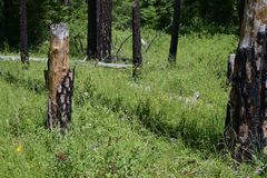 Lilium pardalinum pardalinum