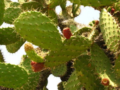 Opuntia