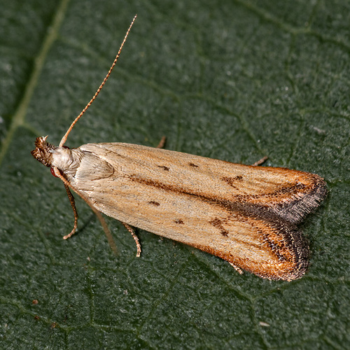 Straw Crest