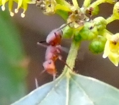 Camponotus rectangularis