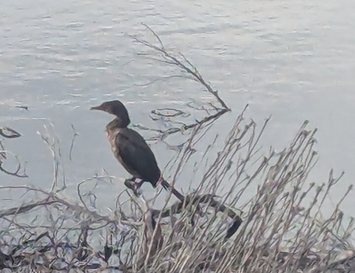 Cormorán africano (Microcarbo africanus)