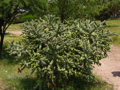 Cylindropuntia imbricata