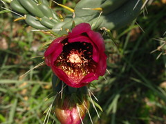Cylindropuntia imbricata