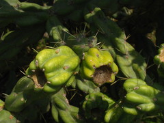 Cylindropuntia imbricata