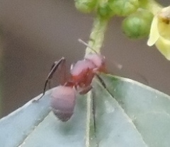 Camponotus rectangularis