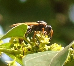 Polistes pacificus