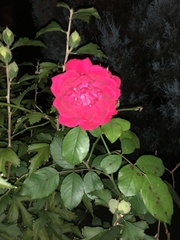 Rosa