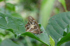 Oxeoschistus tauropolis tauropolis