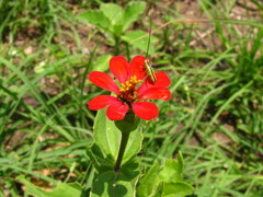 Zinnia peruviana