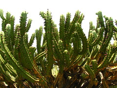 Myrtillocactus geometrizans