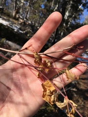 Acer glabrum