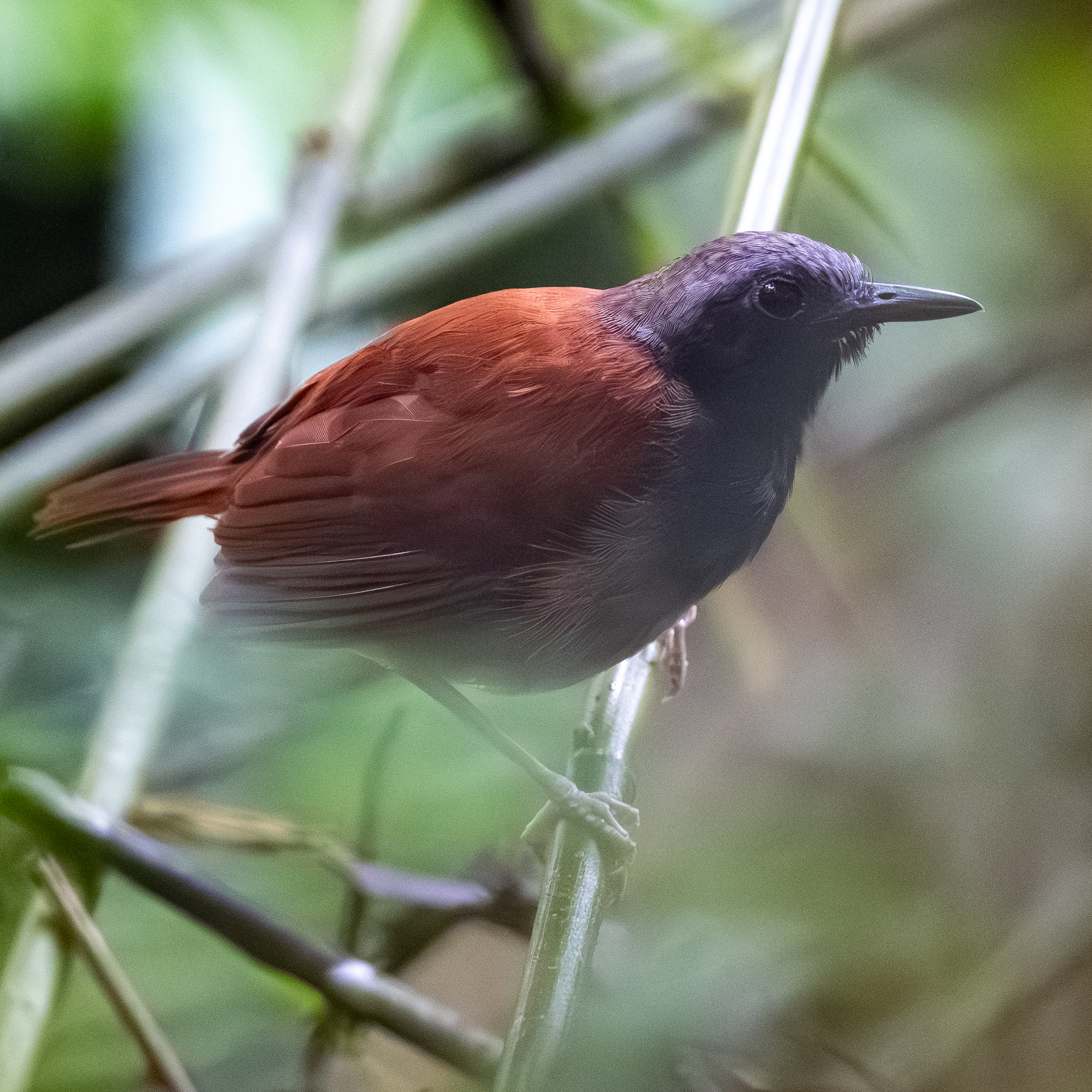 White-bellied Antbird (Myrmeciza longipes)