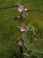 Sphaeralcea angustifolia