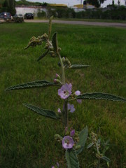 Sphaeralcea angustifolia