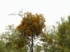 Psittacanthus calyculatus