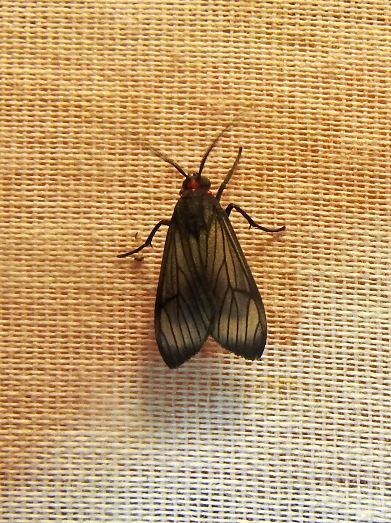 Epidesma melanoneura