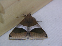 Dysgonia constricta