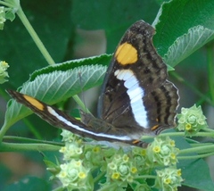 Adelpha iphicleola iphicleola