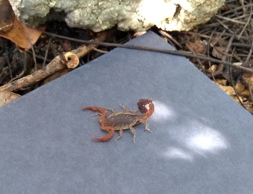Centruroides sissomi