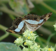 Adelpha iphicleola iphicleola