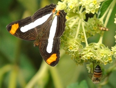 Adelpha iphicleola iphicleola