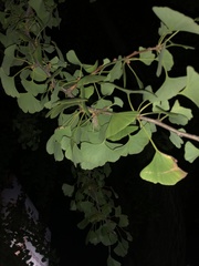 Ginkgo biloba