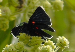 Melanis acroleuca acroleuca