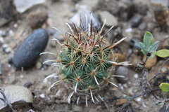 Ancistrocactus scheeri