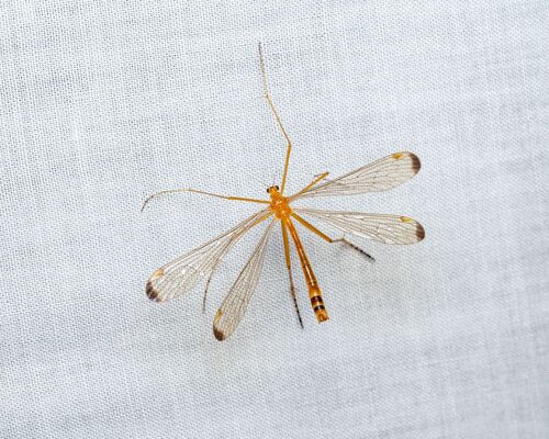 Black-tipped Hangingfly photo 4