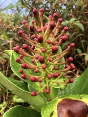 Schwartzia spiciflora