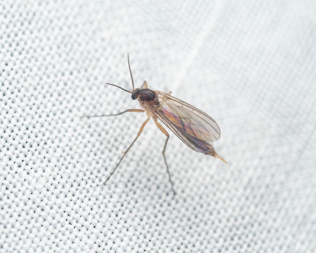 Paratinia ensifer