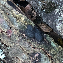 Annulohypoxylon annulatum