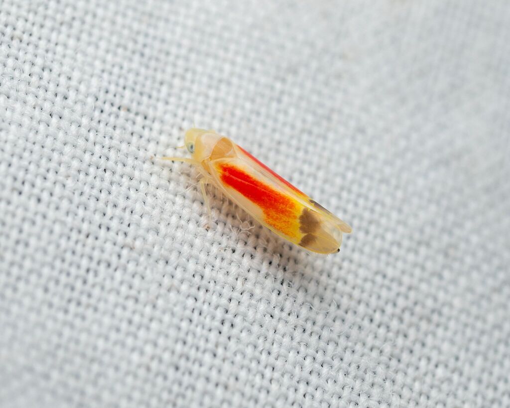 Typhlocyba rubriocellata