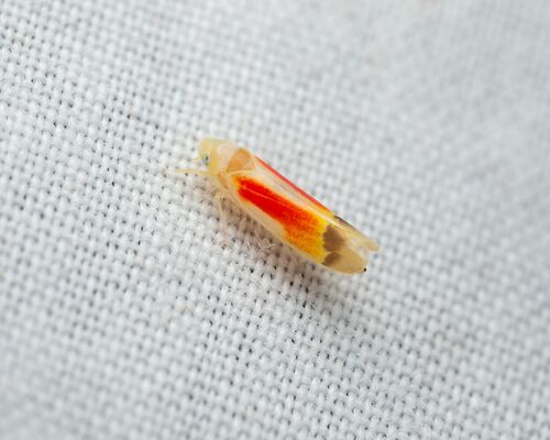 Typhlocyba rubriocellata