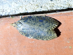 Polyortha