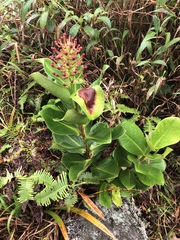 Schwartzia spiciflora