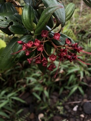 Miconia coccinea