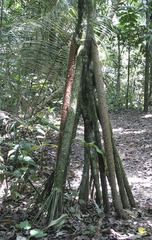 Socratea