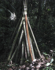 Socratea