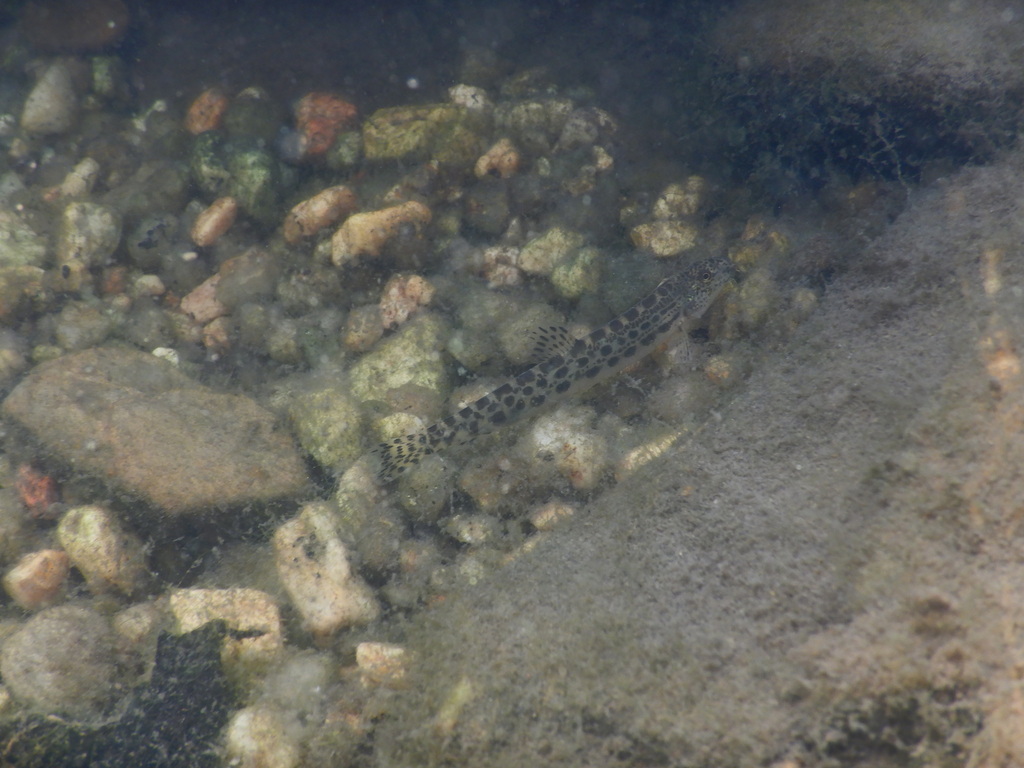 Spined Loaches