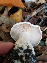 Leucopaxillus laterarius
