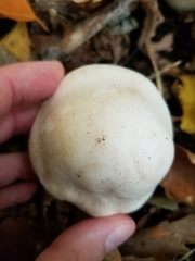 Leucopaxillus laterarius