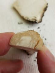 Leucopaxillus laterarius