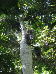 Iriartea deltoidea