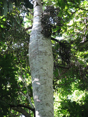 Iriartea deltoidea